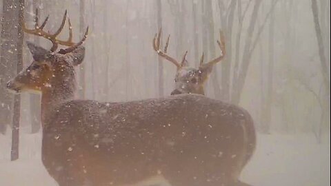 White Tail bucks and does in snowstorms.