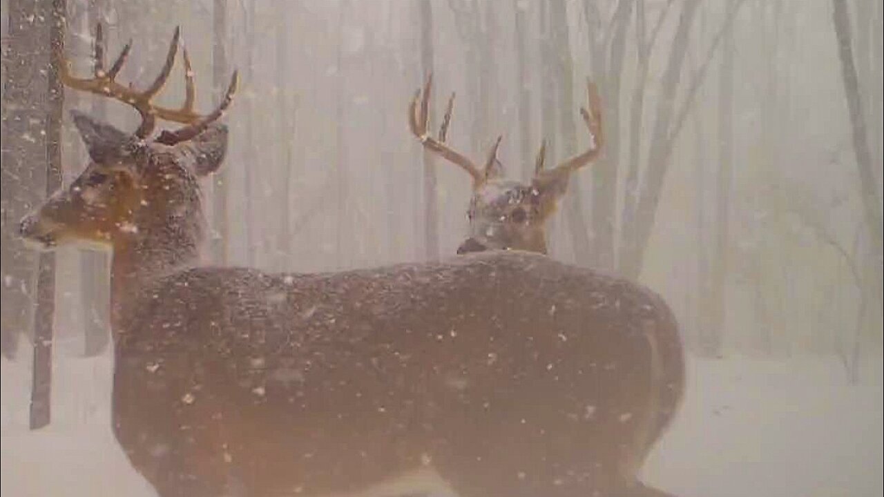 White Tail bucks and does in snowstorms.