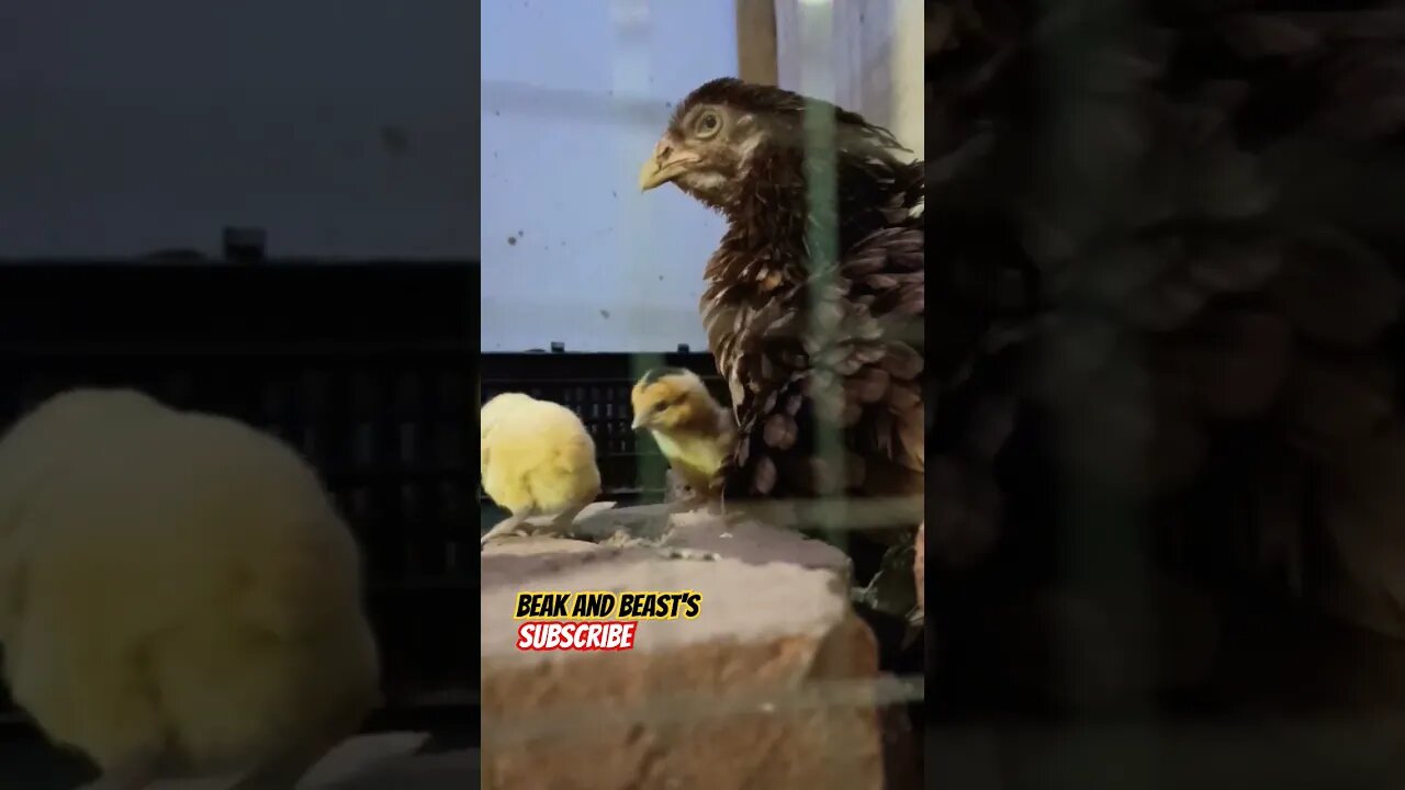 Chick 🐣 With Hen #new #viral #baby #trending #shorts #chicken #birds #subhanallah #alhumdolillah #1k