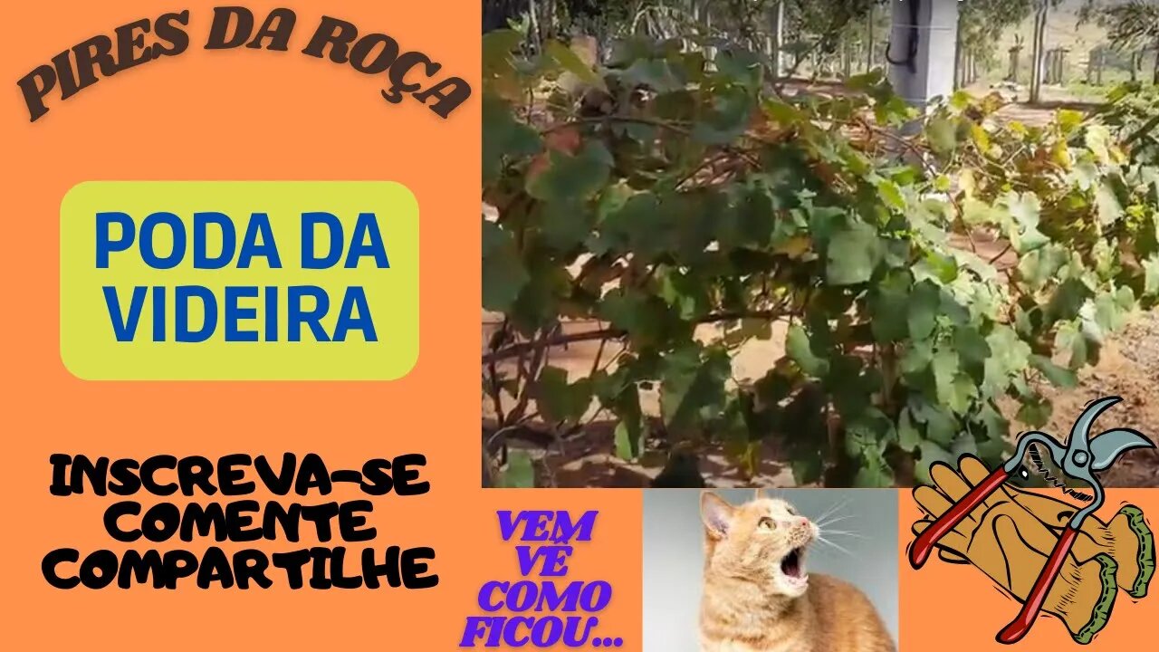 Como podar Uva, Poda da Videira... How to prune vine, Vine pruning...