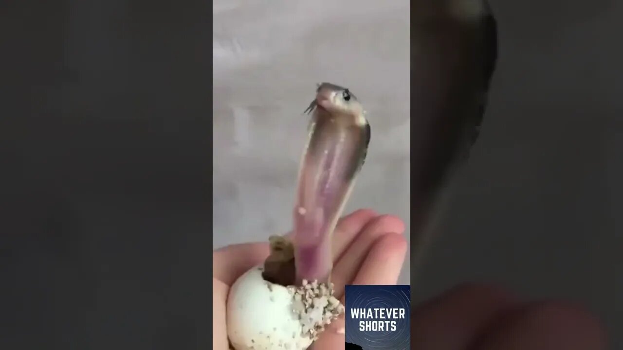 🐍Cute baby cobra hatching out of its egg #shorts #cute #snake #animals