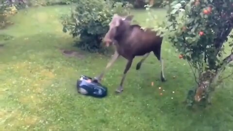 Robot's warranty doesn't cover Acts of Moose