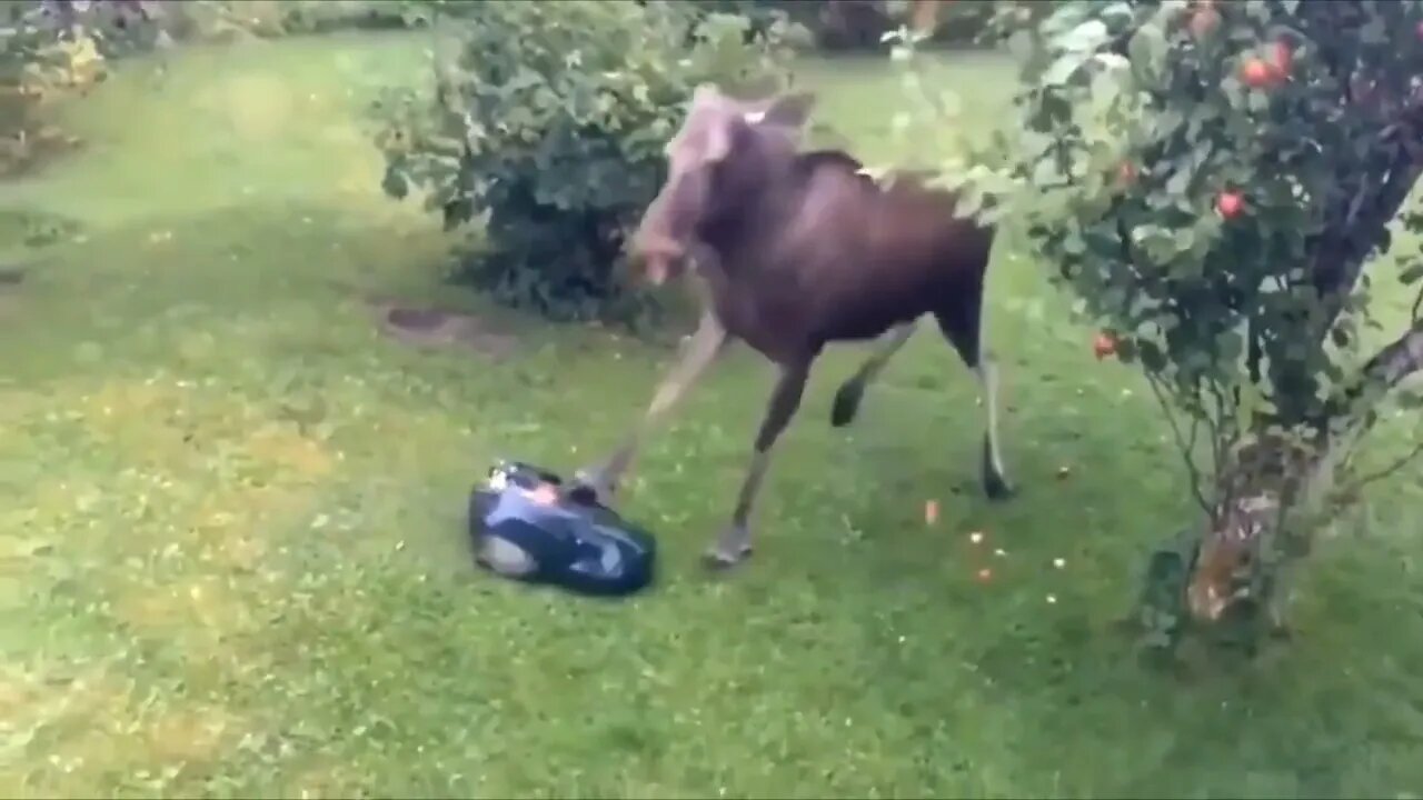 Robot's warranty doesn't cover Acts of Moose