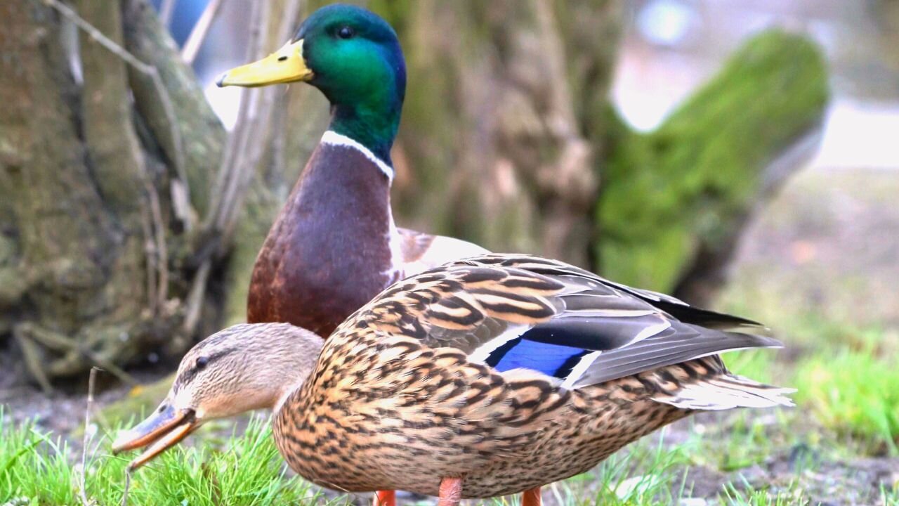 Mallard Duck Drake Guards While Hen Eats