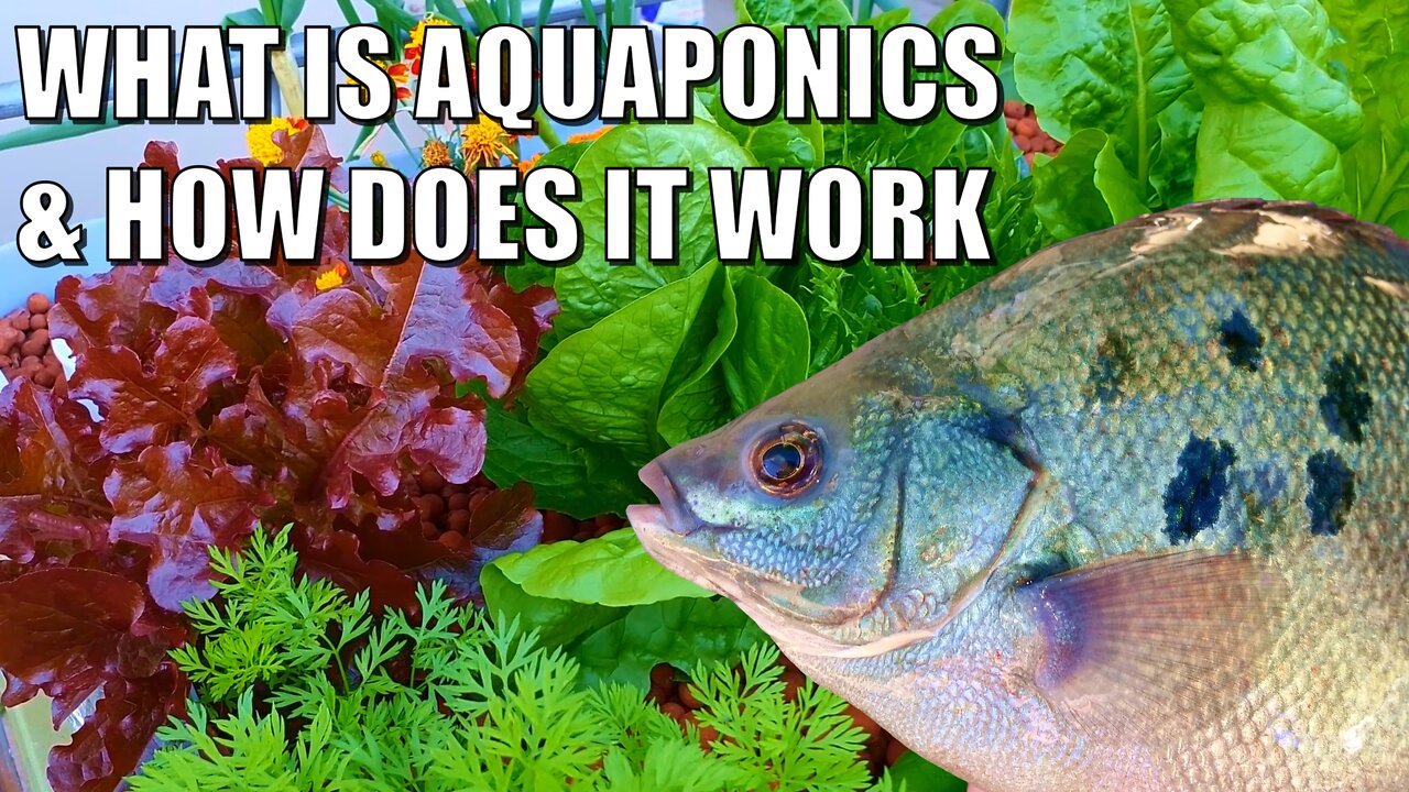 What is Aquaponics & how it works 🐟🍓🌱