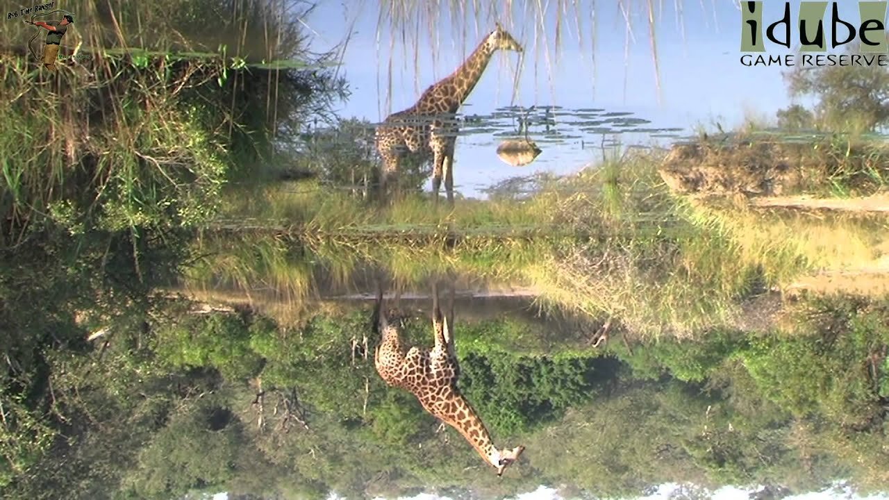 Giraffe Reflection