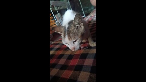 CAT IN MY FAMILY