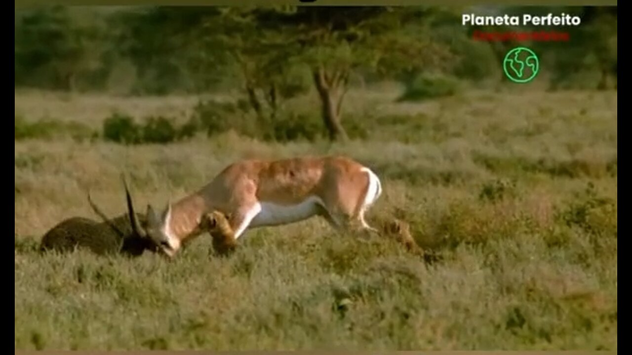 cheetah seriously injured itself in a battle