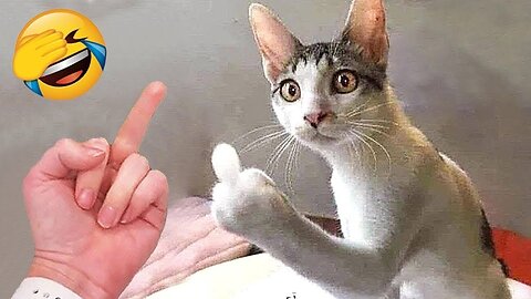 Best Funny Cats Ands Dog