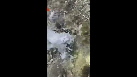 Giant Clams Clamp Down
