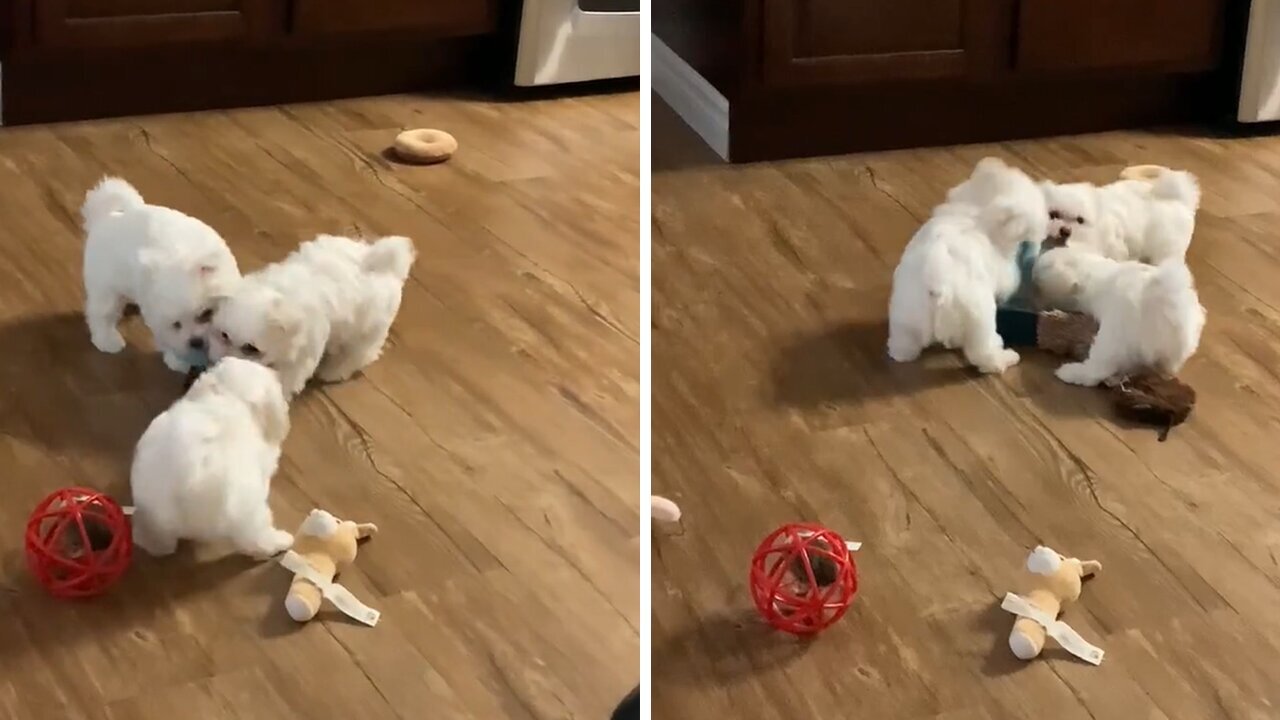 Maltese Puppies Adorably Square Off In Tug-of-war Match