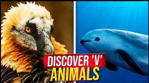 Animals Starting With V