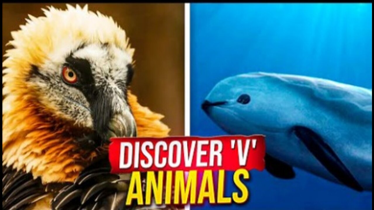 Animals Starting With V