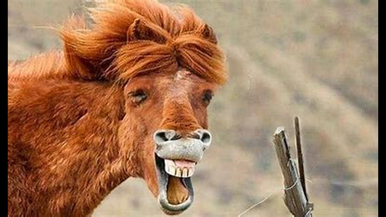 Funniest Animals Videos 🦜 Can Make You More Happy #30