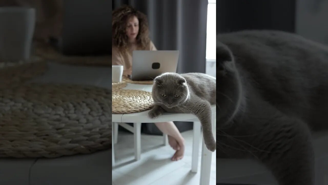 KUCING LUCU #PART 37