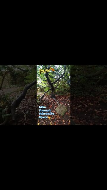 Peace🍂 #nature #naturelovers #trees #tree #naturespirit #naturebeauty #wildlife #outdoors #walking