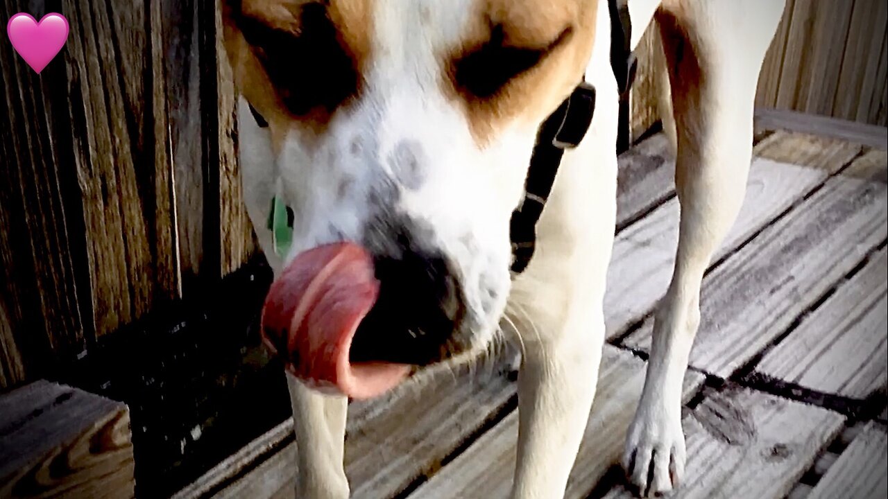 Warning Pup’s Yawn May Cause Drowsiness