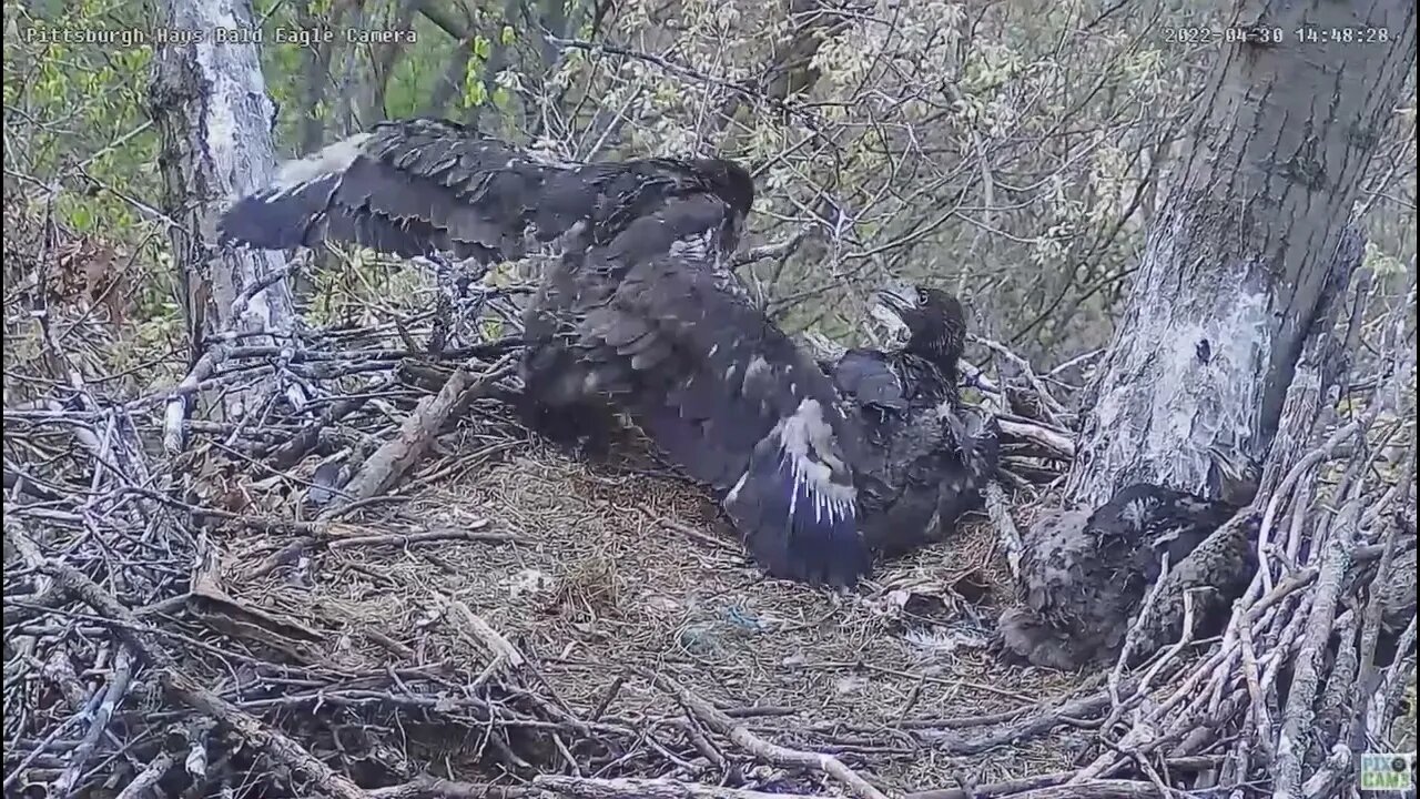 Hays Bald Eagles H16 Stands on the back Rail 2022 04 30 14:48