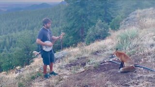 Boulder musician goes viral playing banjo for a fox