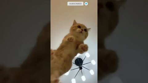 cute cat videos 😹 funny videos 😂 509 😻