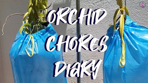 Orchid Chores | Garbage Bag Humidity Hack | Moving Rupicolous Laelias | Broken Baskets #mingikazi