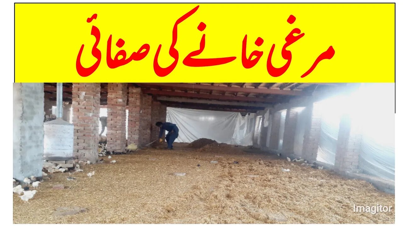 Poultry Farm cleaning step 1-مرغی خانے کی صفائی