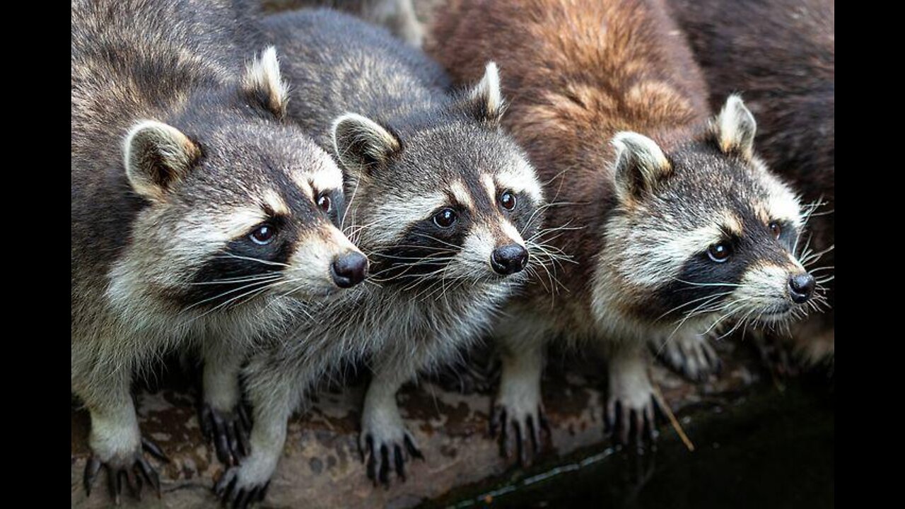 3 Wild Raccoons Came To My Backyard...