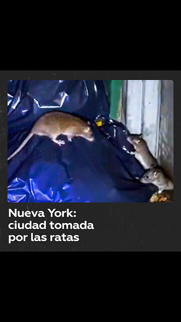 Los turistas quieren ver ratas cuando visitan Nueva York