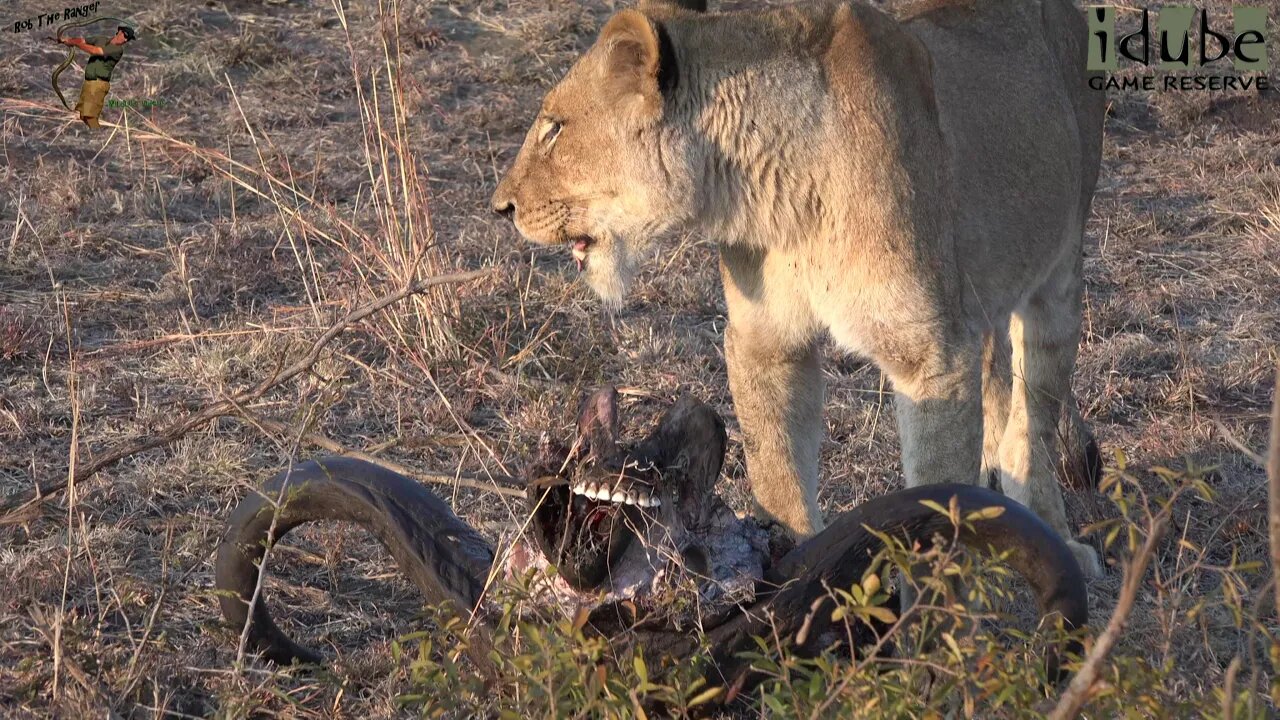 LIONS: Following The Pride 72: Leaving The Scraps For Hyenas