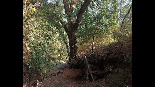 Old 1895 Stevens Canyon Road: First Segment