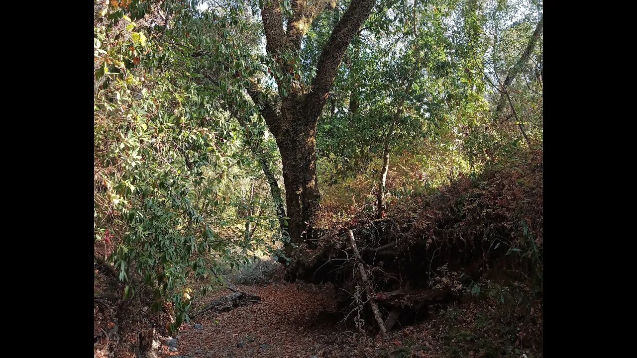 Old 1895 Stevens Canyon Road: First Segment