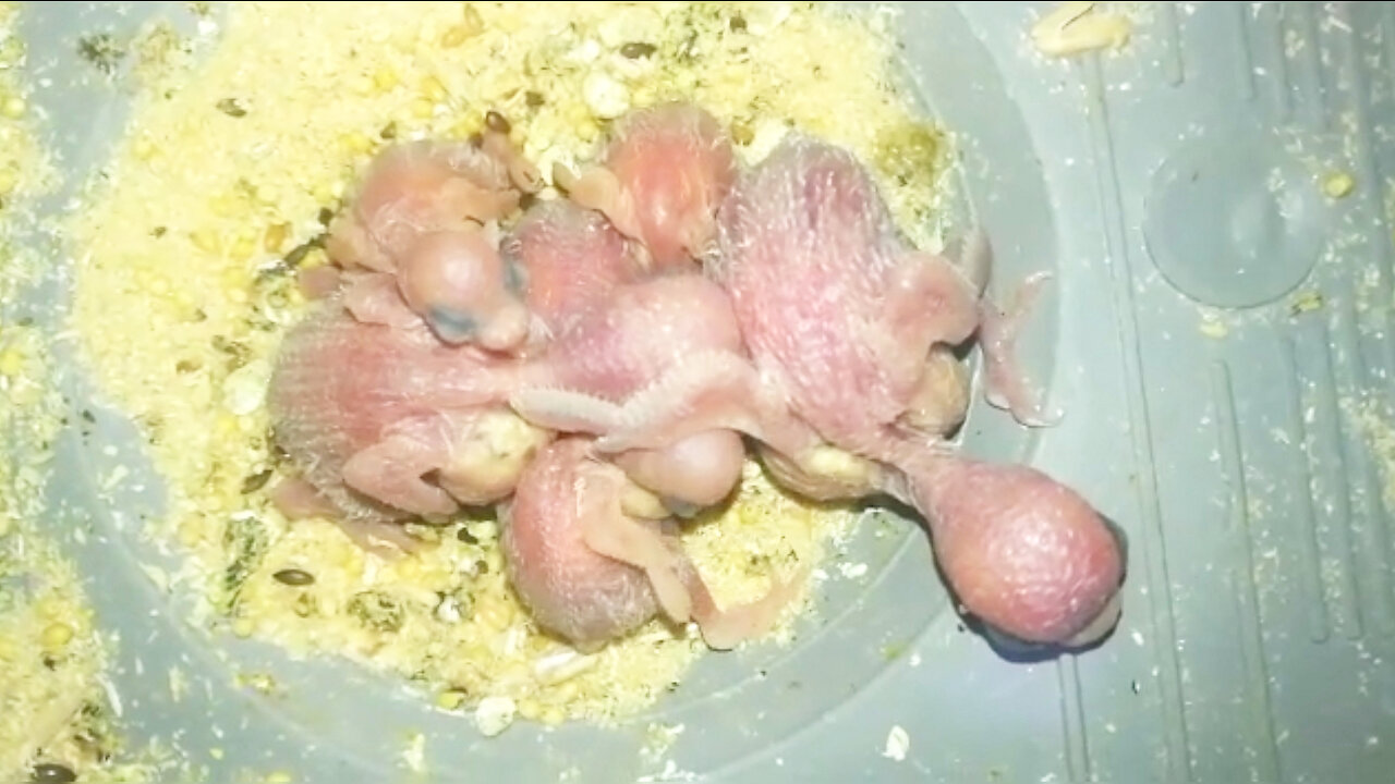 first moments of parrot outside eggs amazing fantastic