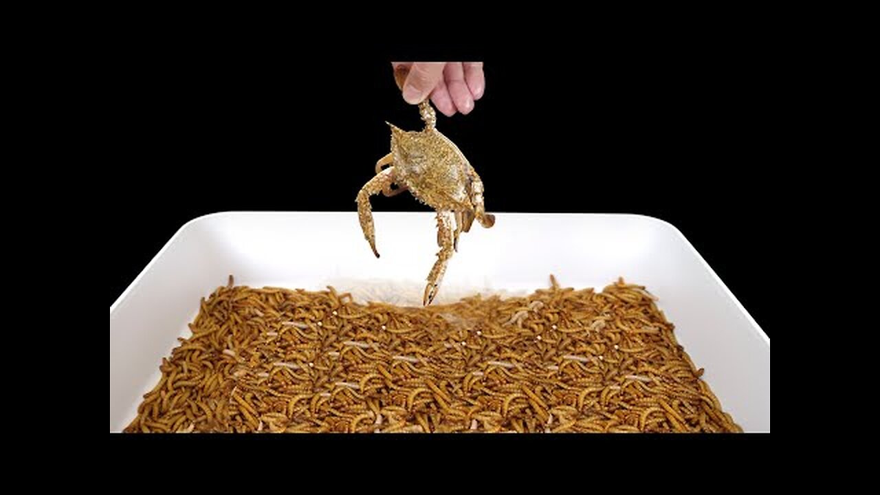 DEAD CRAB vs 1000 MEALWORMS