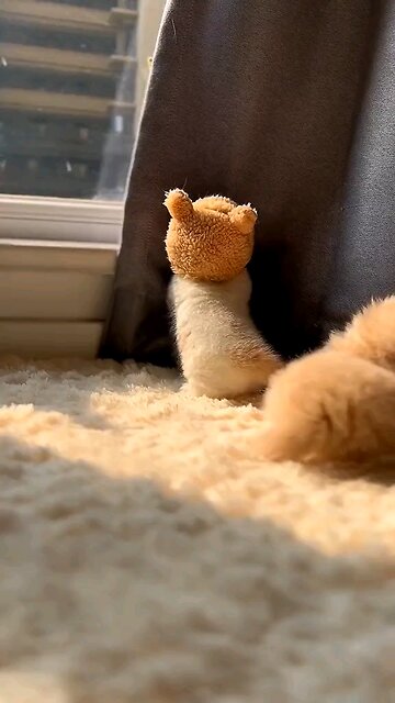 gatinhos fofos e lindos