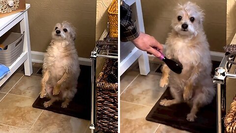 Adorable pup requests daily grooming routine to look his best