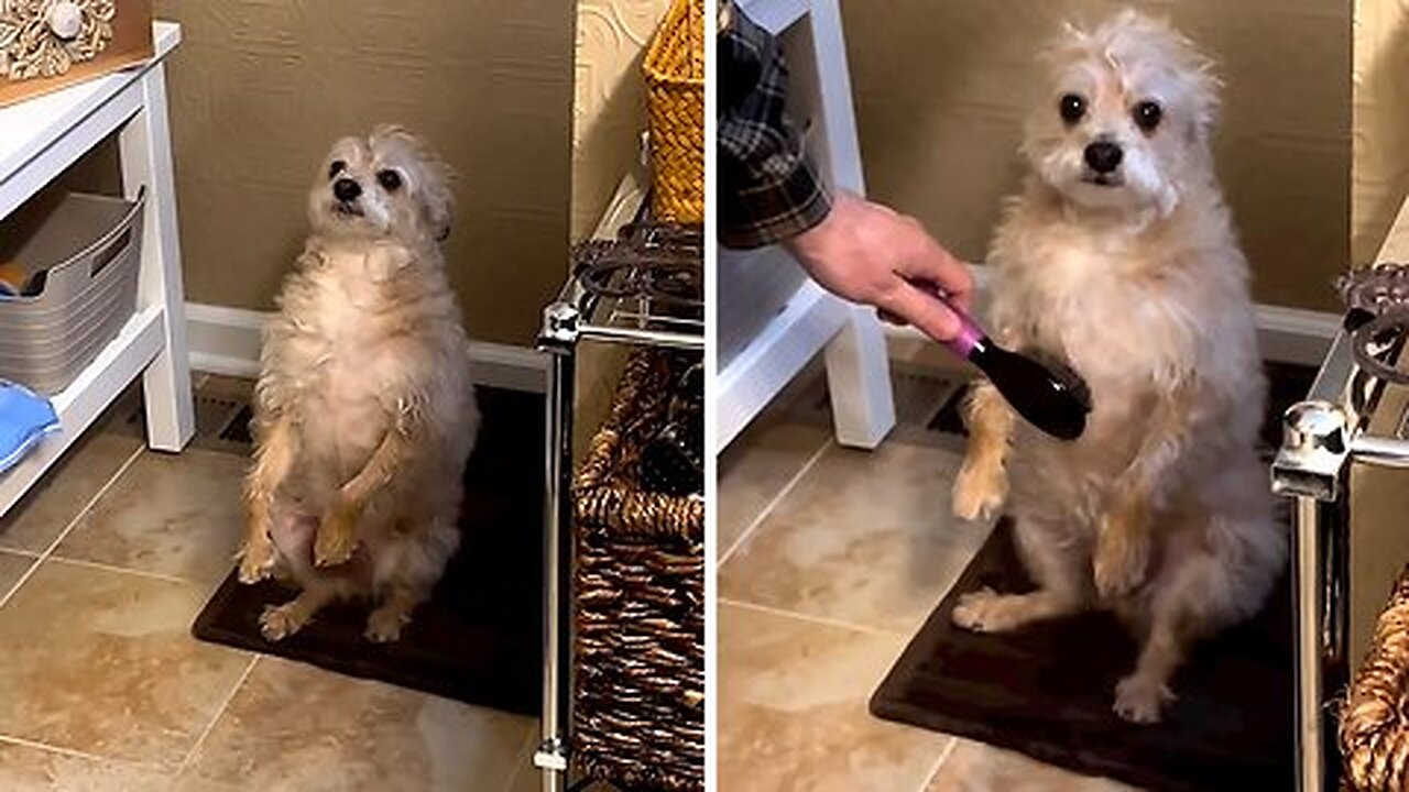 Adorable pup requests daily grooming routine to look his best