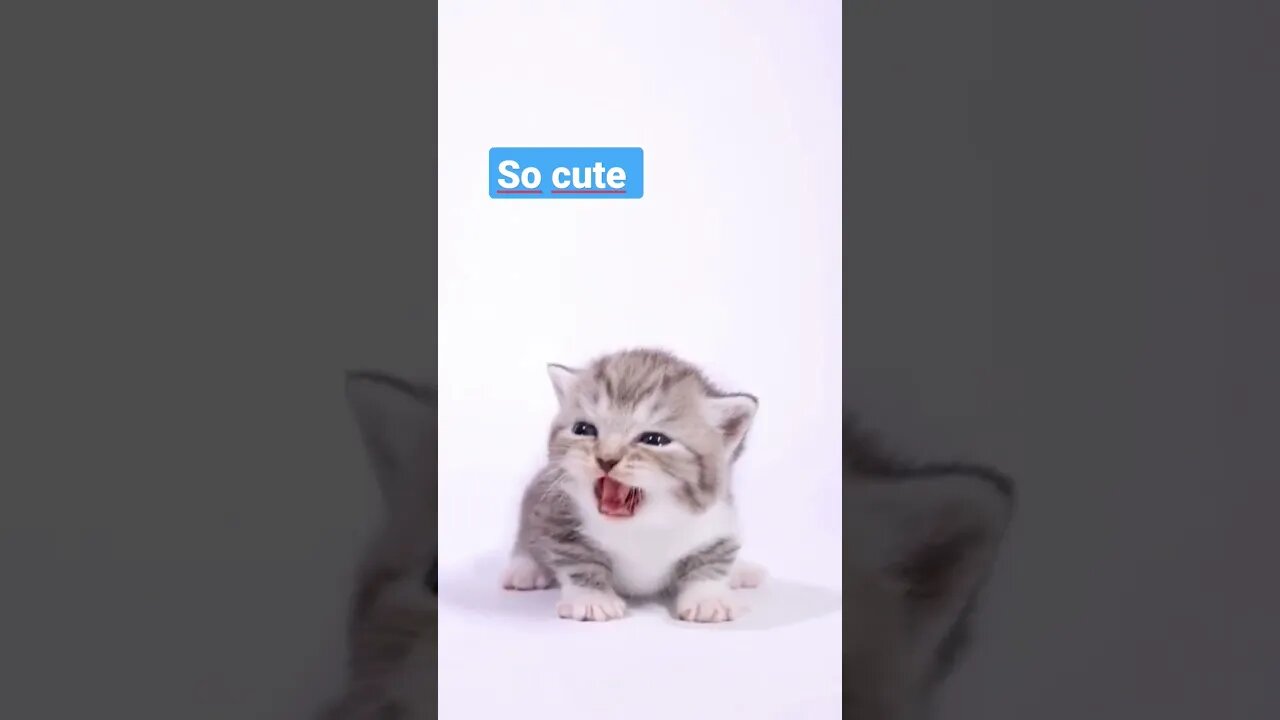 Cute cat