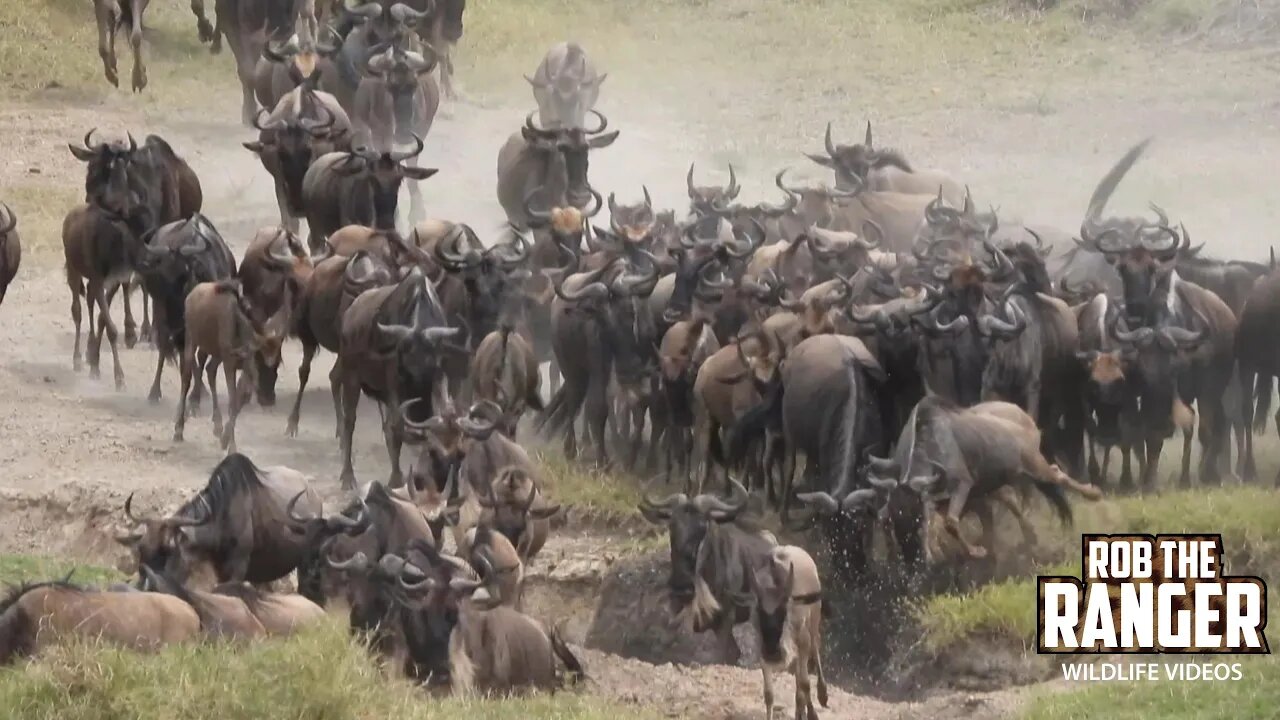 The Great Migration | Maasai Mara Safari | Zebra Plains