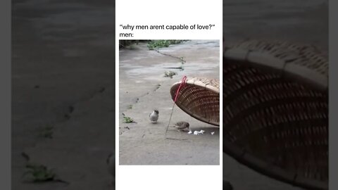 2 Birds 1 Stone