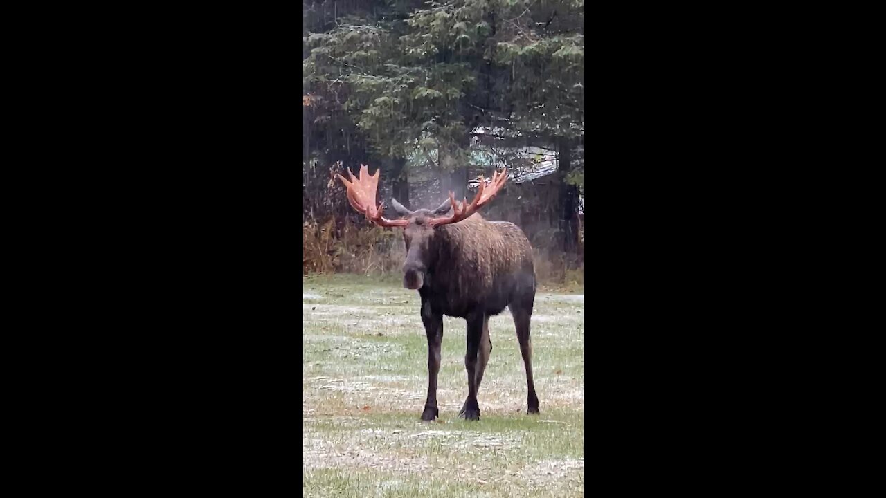 Moose in Alaska