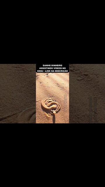 veja como as cobras fazem para se esconder na areia