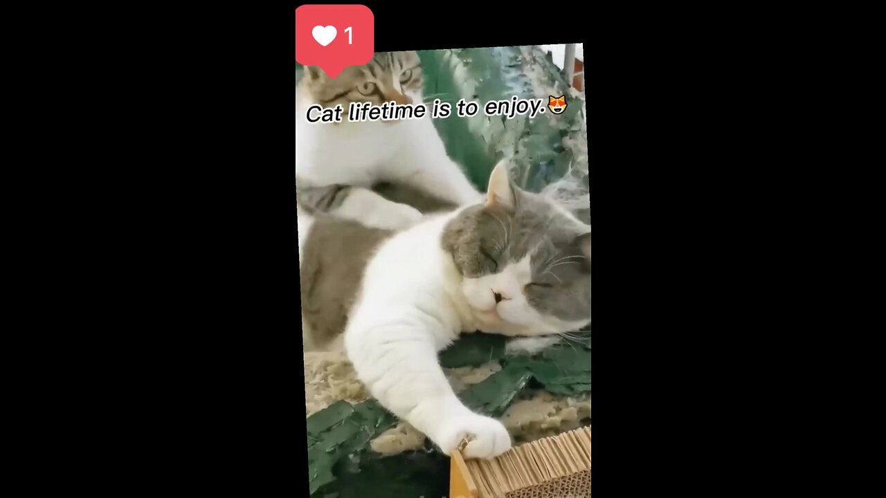 Cats give funny scene.