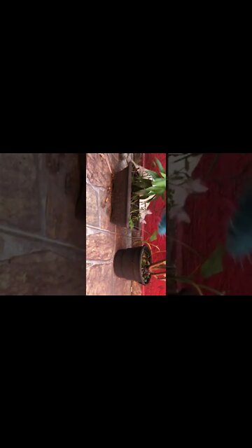 Caçadora de rato 🥵🥵