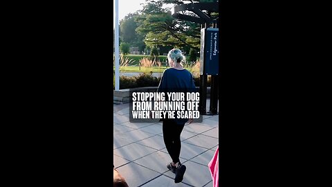 Stopping Your Dog From Running Off When Scared