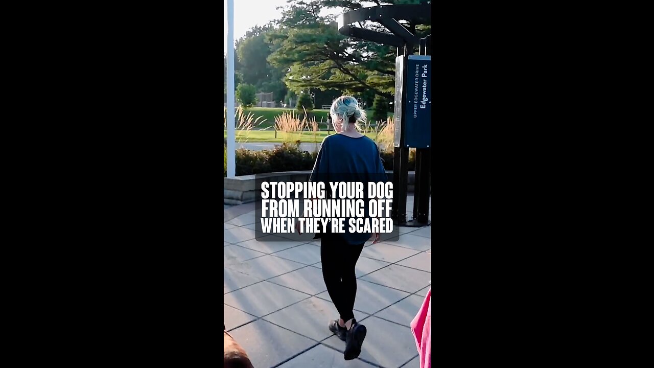 Stopping Your Dog From Running Off When Scared