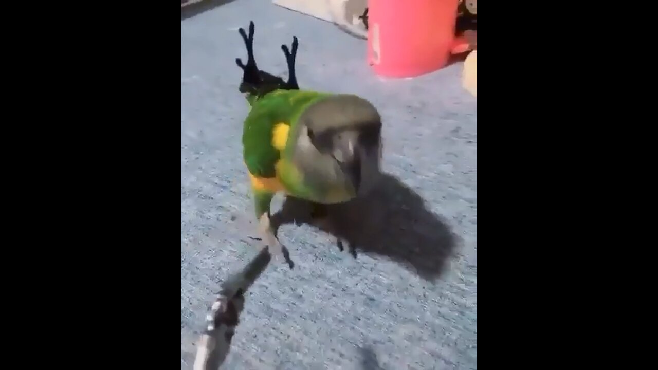 Funny videos | Animal Funny Videos | Parrot funy videos | Fun with animal