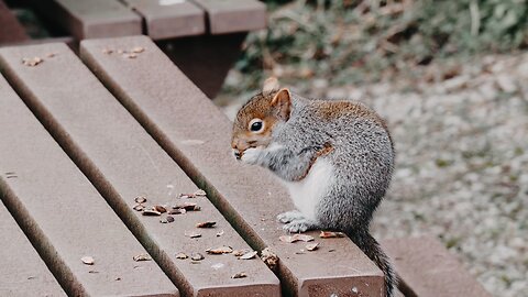 cute 🥰 baby 🍁🍁 animal