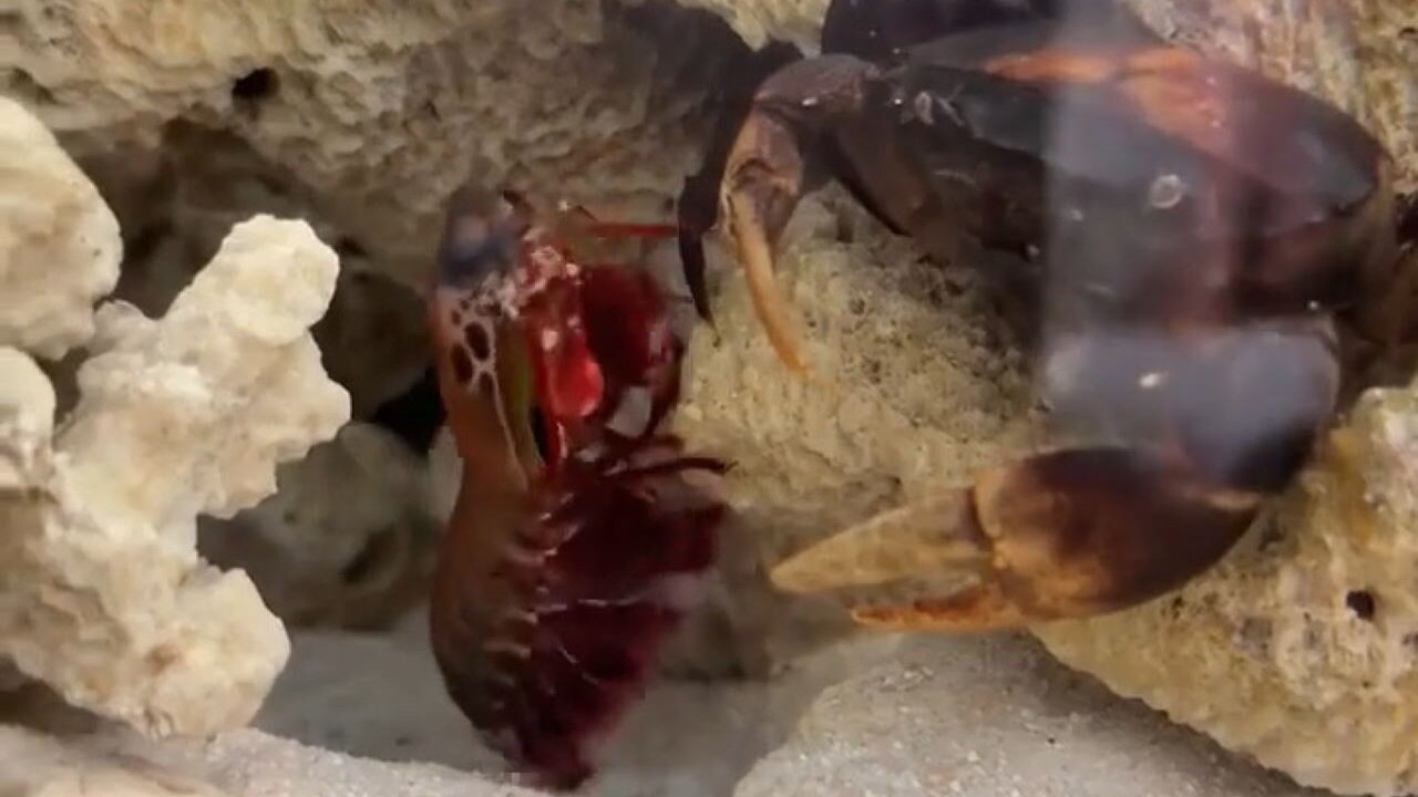 Mantis Shrimp Punches The Claw Off A Crab With The Ferocity Of A .22 Caliber Pistol