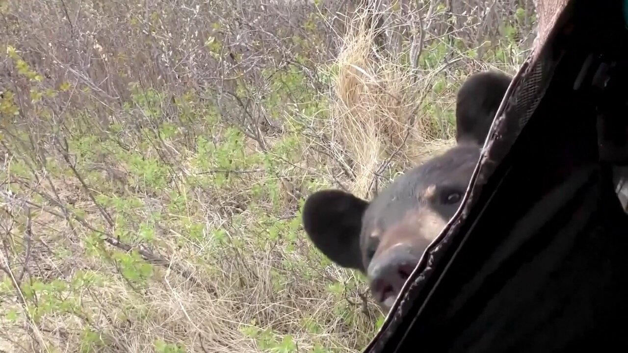 Extremely close call with huge BLACK BEAR