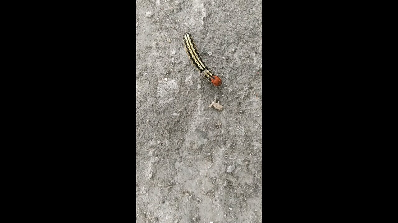 A beautiful caterpillar moving